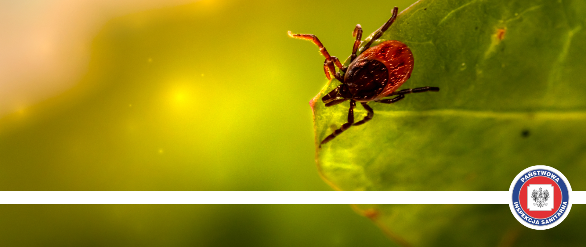 Zdjęcie przedstawia grafikę z kleszczem siedzącym na liściu oraz logo Państwowej Inspekcji Sanitarnej.