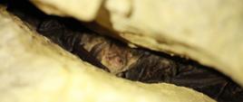 Zimujące nietoperze - gacek brunatny w towarzystwie mopków