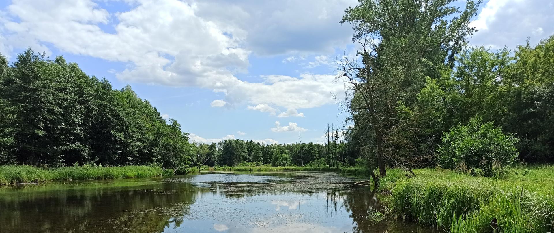 siedlisko 3150 Starorzecza i naturalne eutroficzne zbiorniki wodne ze zbiorowiskami z Nympheion, Potamion