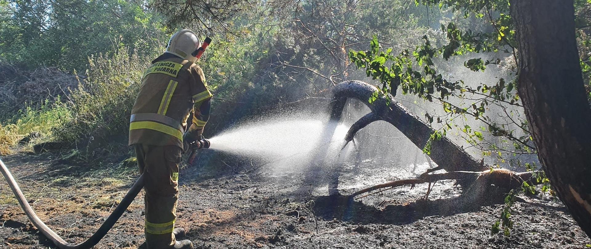 Strażak gasi pożar lasu