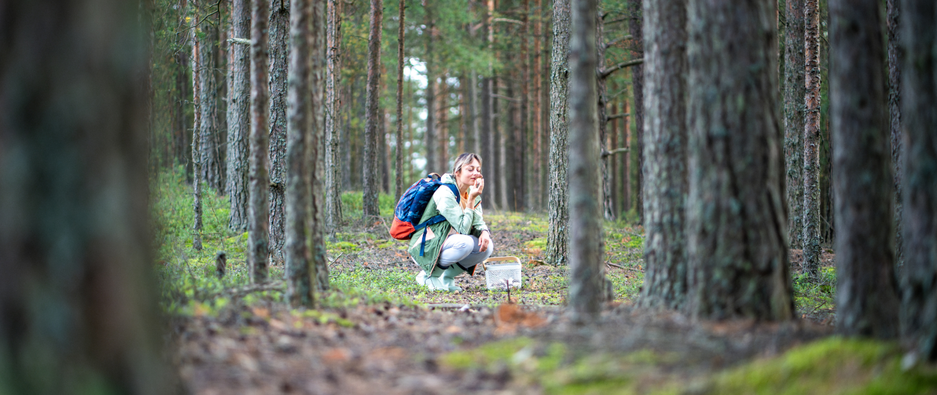 kobieta w pozycji kucającej w lesie sosnowym wąchająca zebrany grzyb