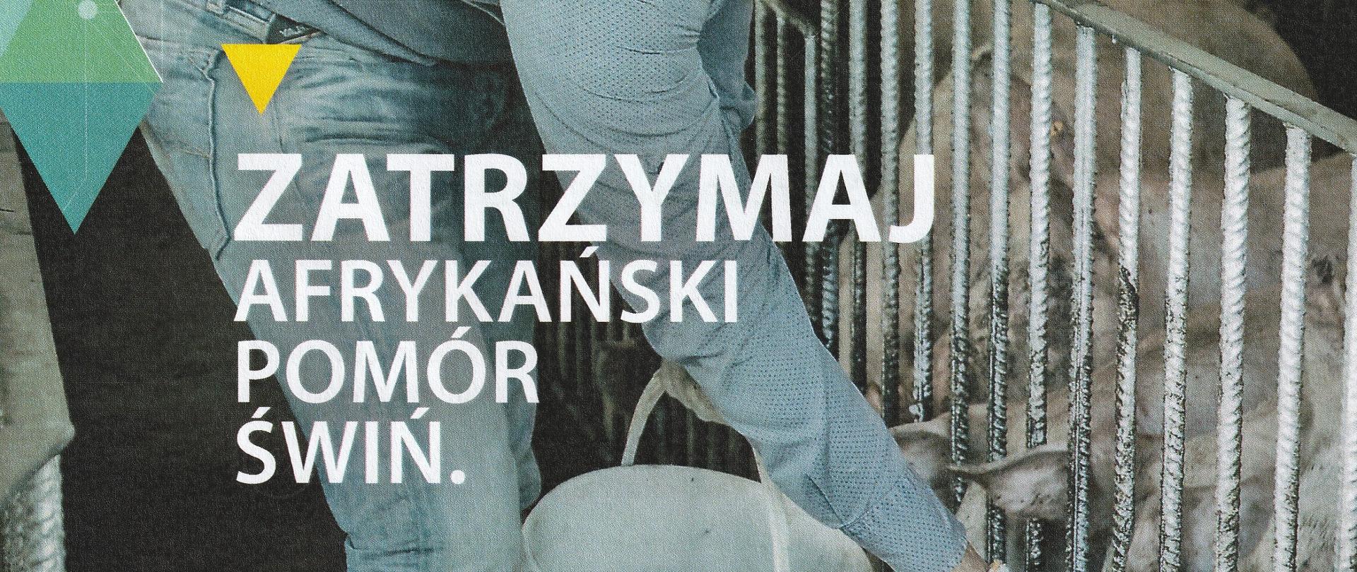 Afrykański pomór świń