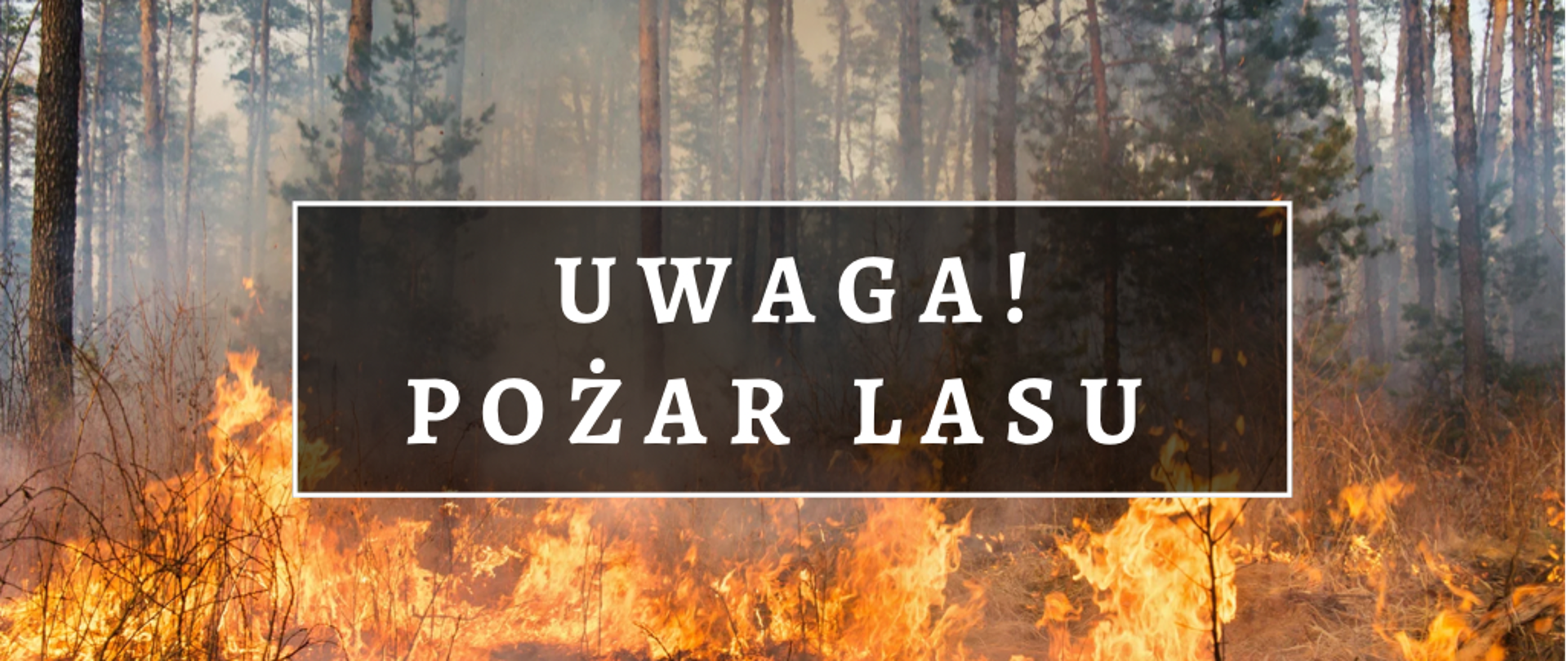 Na zdjęciu widac pożar ściółki leśnej. Na srodku napis koloru białego na szarym tle Uwaga! Pożar lasu.
