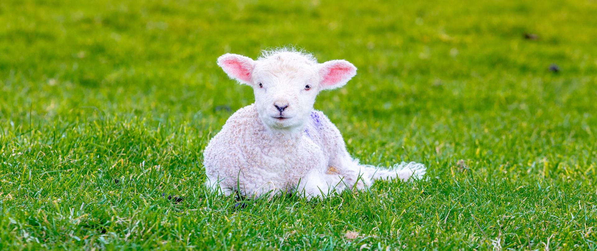 Newborn baby sheep on green gras in England