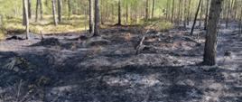 widoczna spalona sciółka w lesie