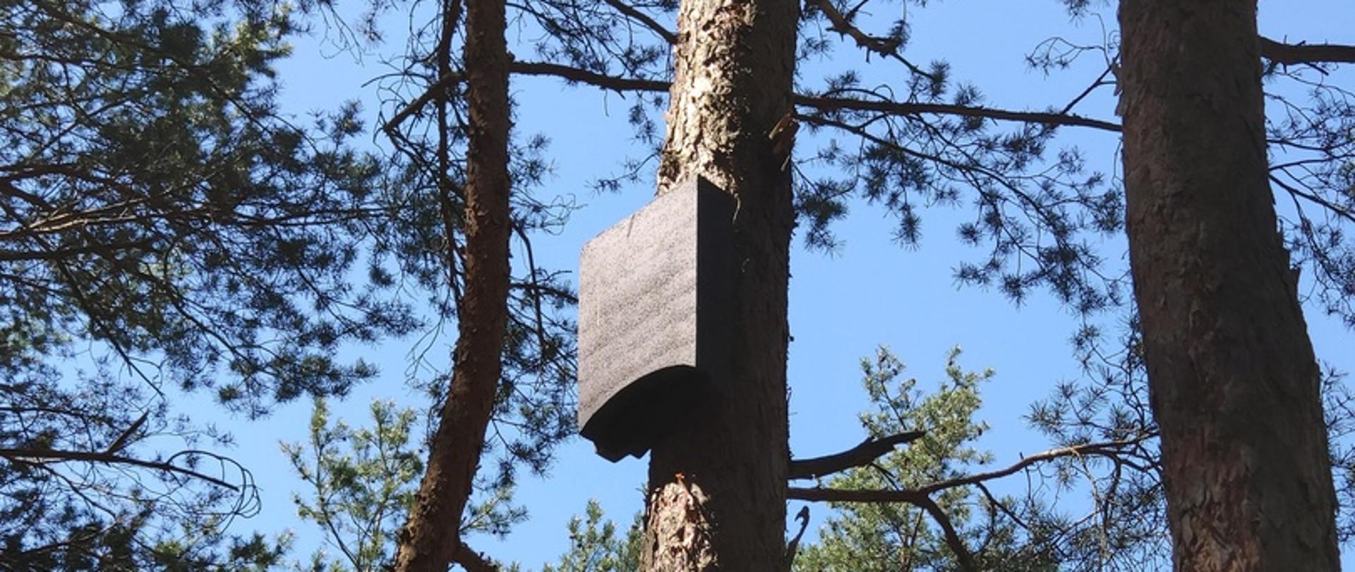 Trzy drzewa lesie. Na środkowym drzewie, na duże wysokości wisi niewielka skrzynka dla nietoperzy.