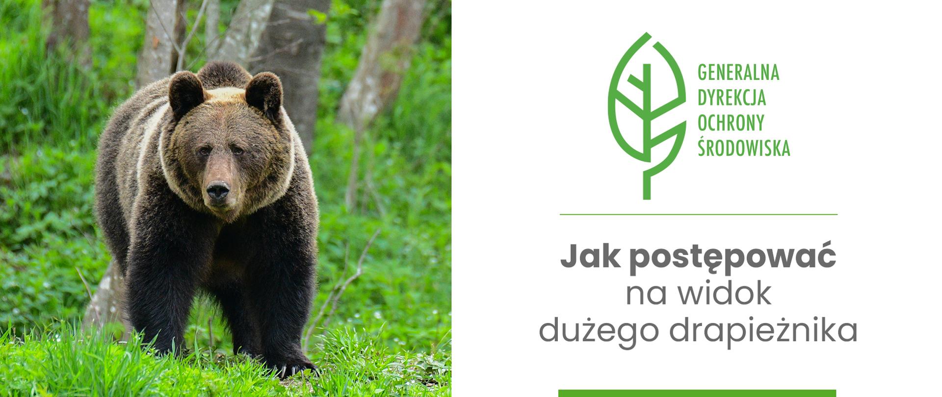 Grafika przedstawia: po lewej stronie widoczny jest niedźwiedź brunatny w lesie, a po prawej na białym tle widnieje zielony logotyp Generalnej Dyrekcji Ochrony Środowiska oraz napis: „Jak postępować na widok dużego drapieżnika”