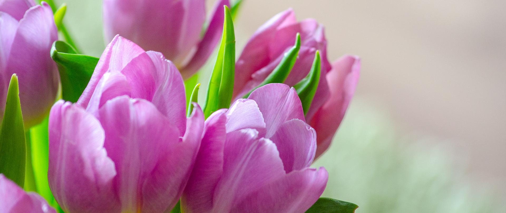 Zbliżenie na główki jasnofioletowych tulipanów zebranych w bukiet, 