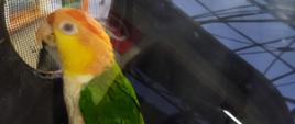 papuga