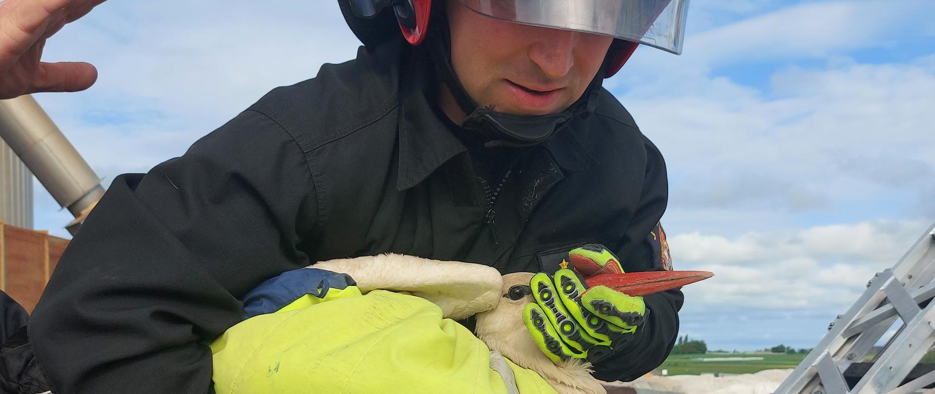 Ewakuacja ptaka przez strażaków w koszu podnośnika