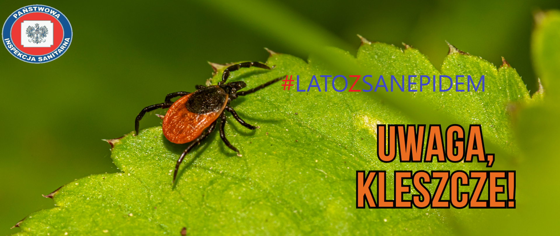Uwaga kleszcze!