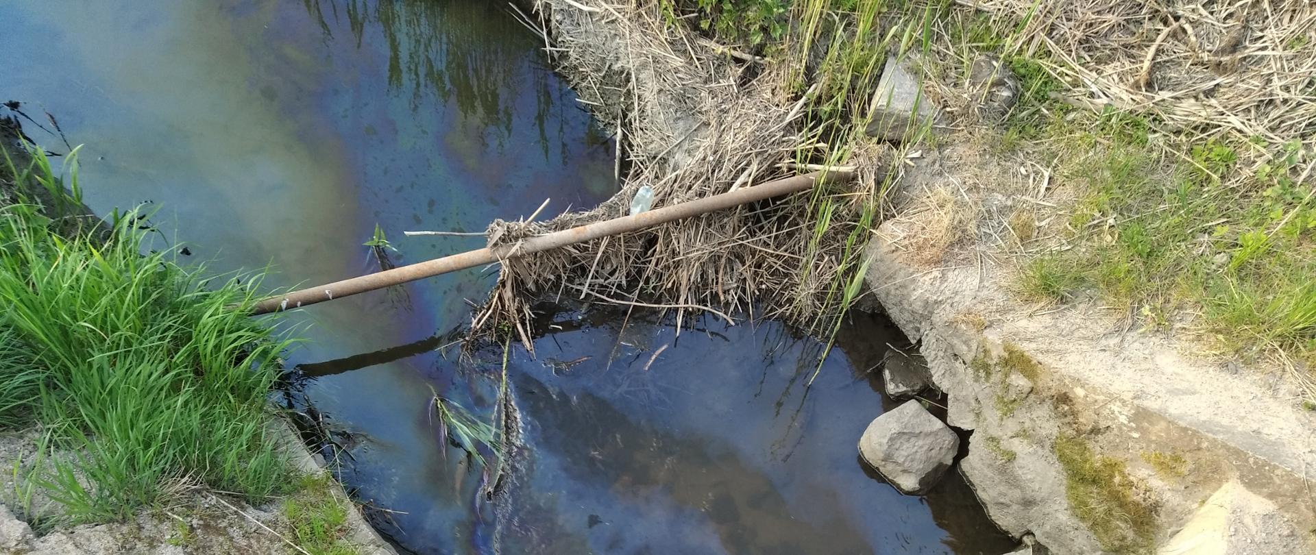 Widoczny film substancji ropopochodnych na powierzchni wód Kanału Szczęsnego.