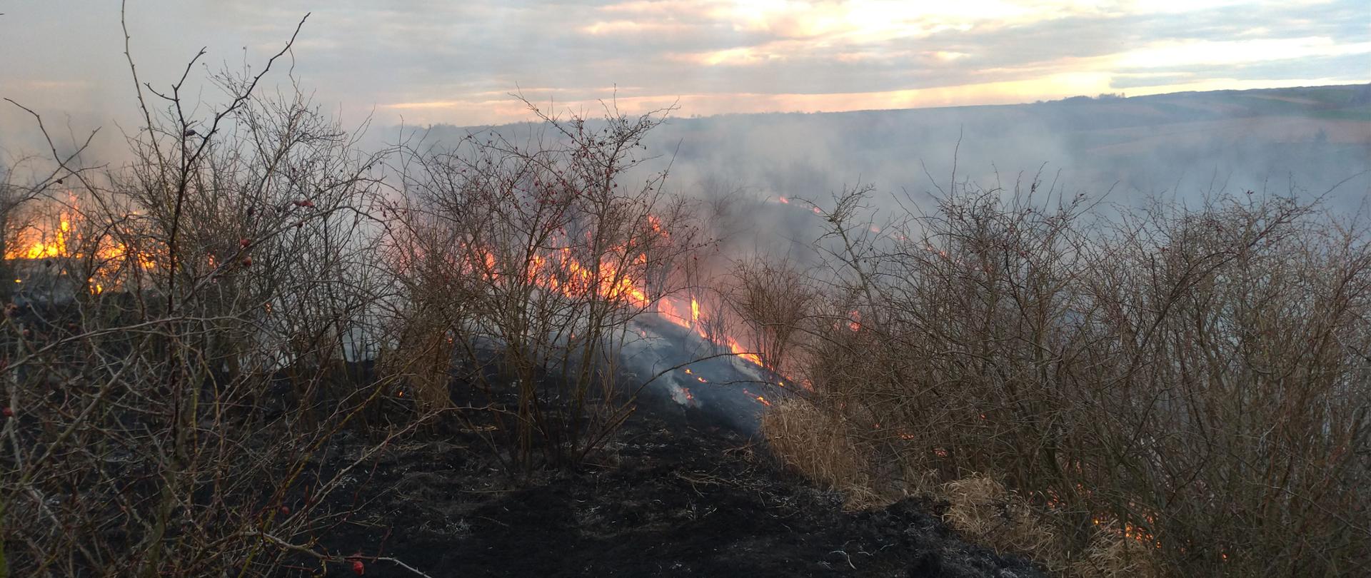Pożary traw na terenie powiatu ostrowieckiego