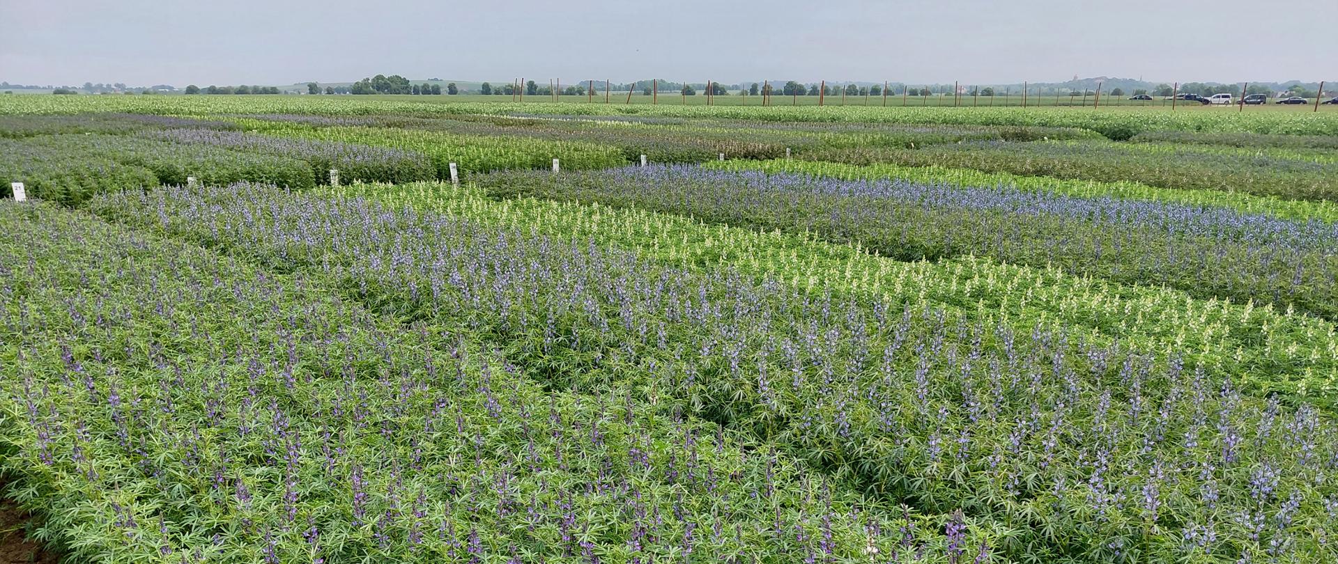 Zdjęcie przedstawia poletka doświadczalne roślin bobowatych (łubin)