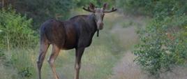 Łoś Alces alces stoi na ścieżce leśnej