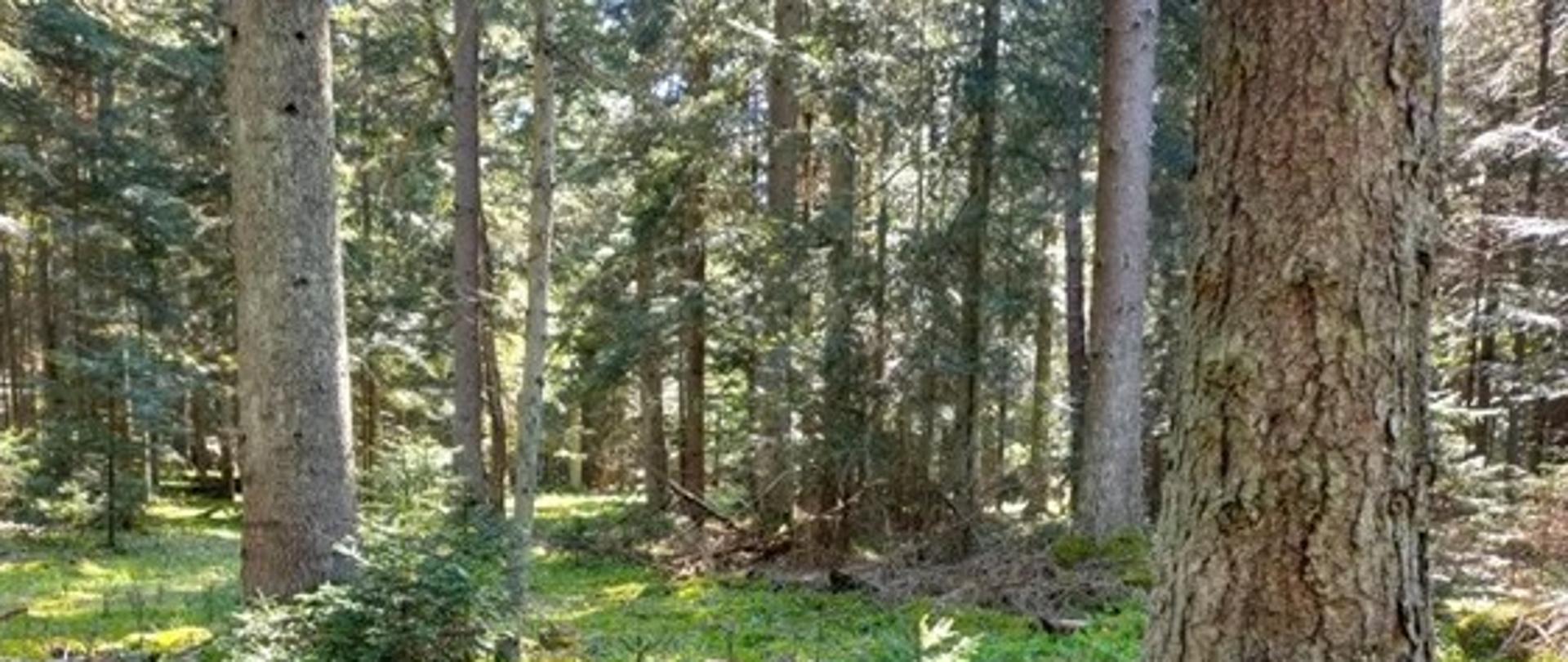 Źródło: B. Piwowarski