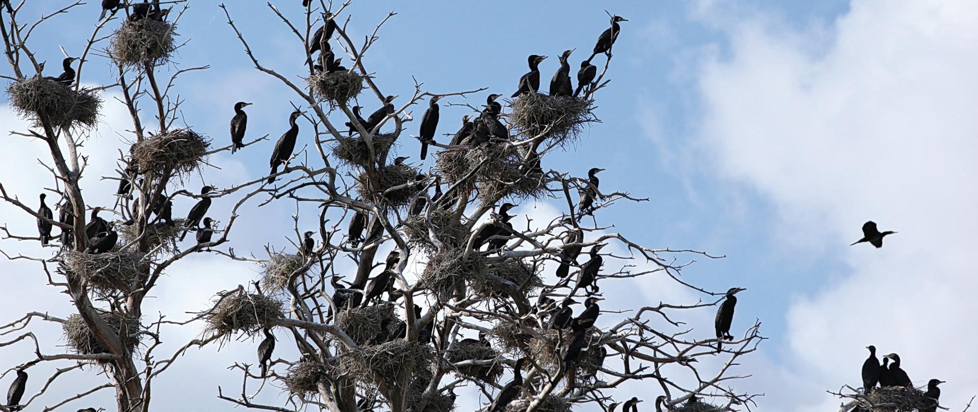 Kormorany na drzewie
