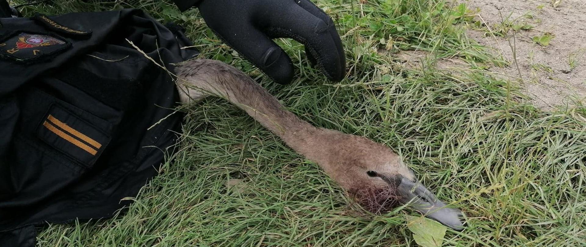 Na fotografii widać leżącego na trawie łabędzia. Korpus owinięty jest w strażacki mundur w taki sposób, że wystaje tylko długa szyja zwierzęcia. Z dziobu wystaje splątana w kłębek plastikowa żyłka. W górnej części zdjęcia widoczna jest ubrana w rękawicę dłoń, ułożona w taki sposób jakby chciała chwycić szyje łabędzia.