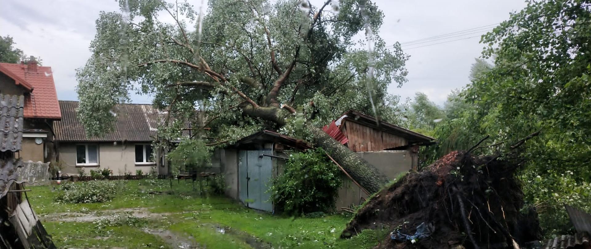 Zdjęcie przedstawia zniszczony budynek gospodarczy oraz powalone drzewo.