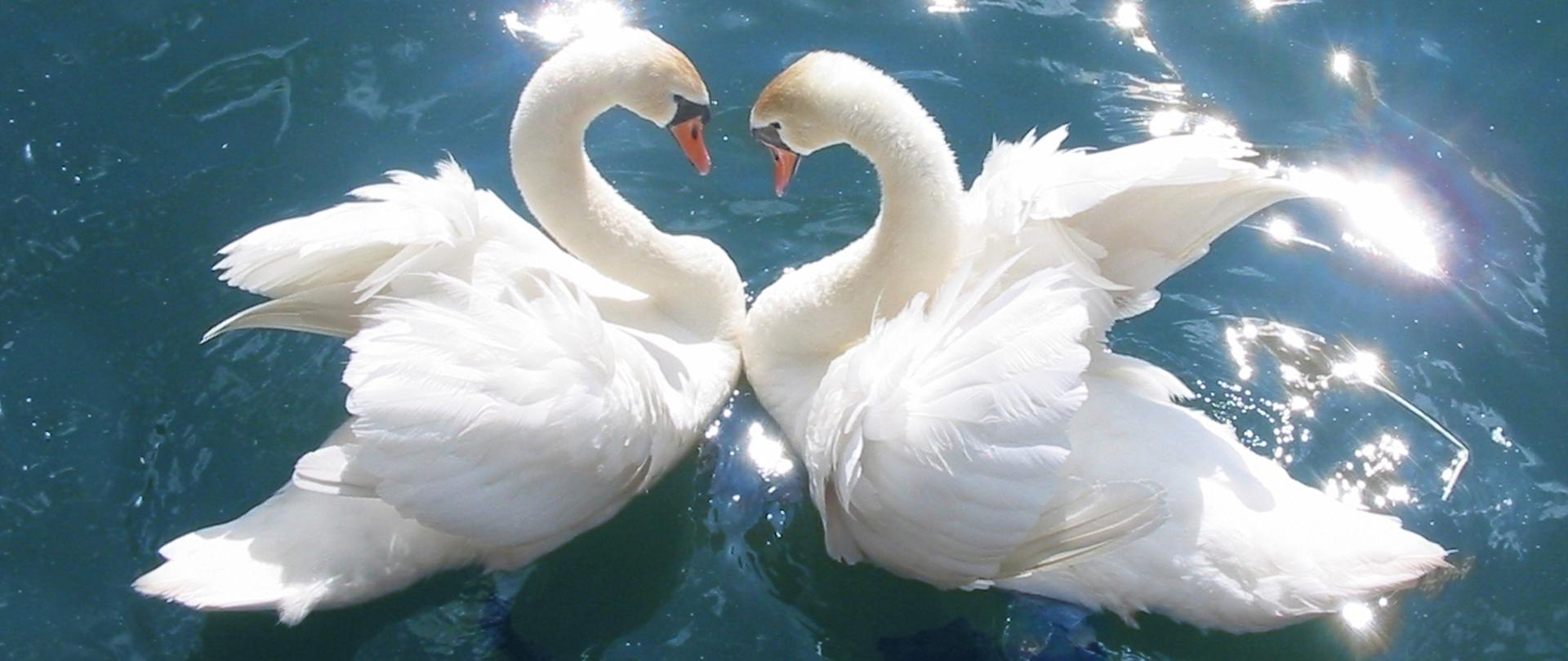 Łabędzie mogą przenosić wysoce patogenne szczepy H5N1 oraz inne wirusy ptasiej grypy