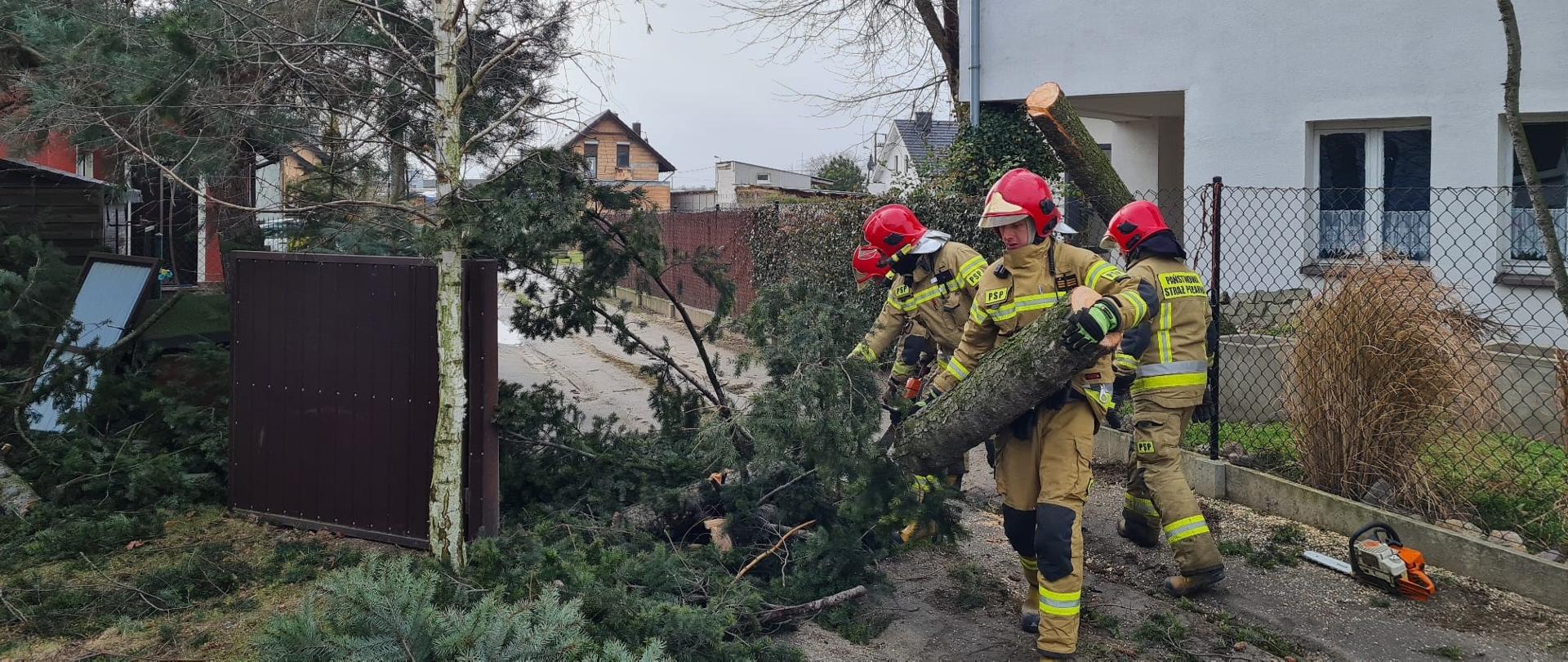 SILNE WIATRY NAD POWIATEM KOŚCIAŃSKIM. Na zdjęciu widać pochylone drzewo, wyrwane z korzeniami z ziemi, strażacy pracują przy nim, tnąc je na drobne kawałki, usuwają zagrożenie.