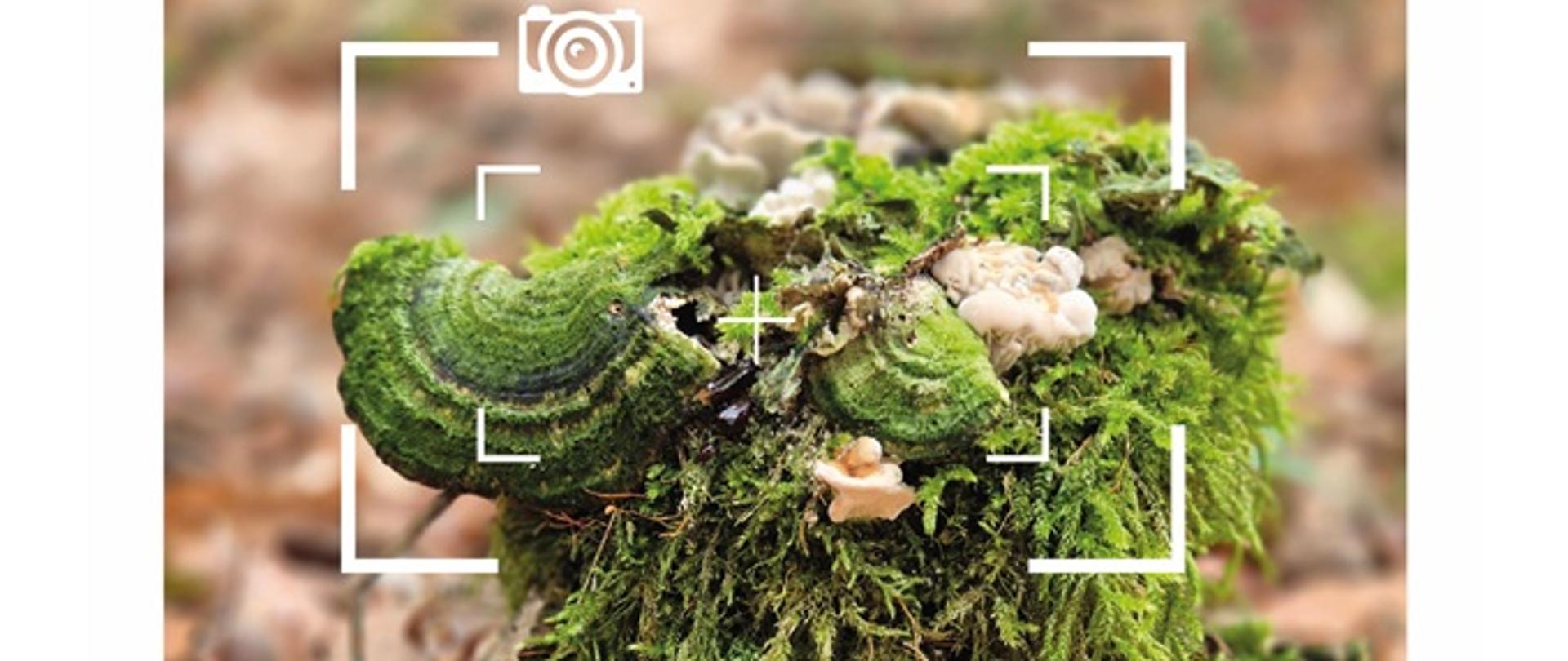 Pień obrośniętym mchem i grzybami