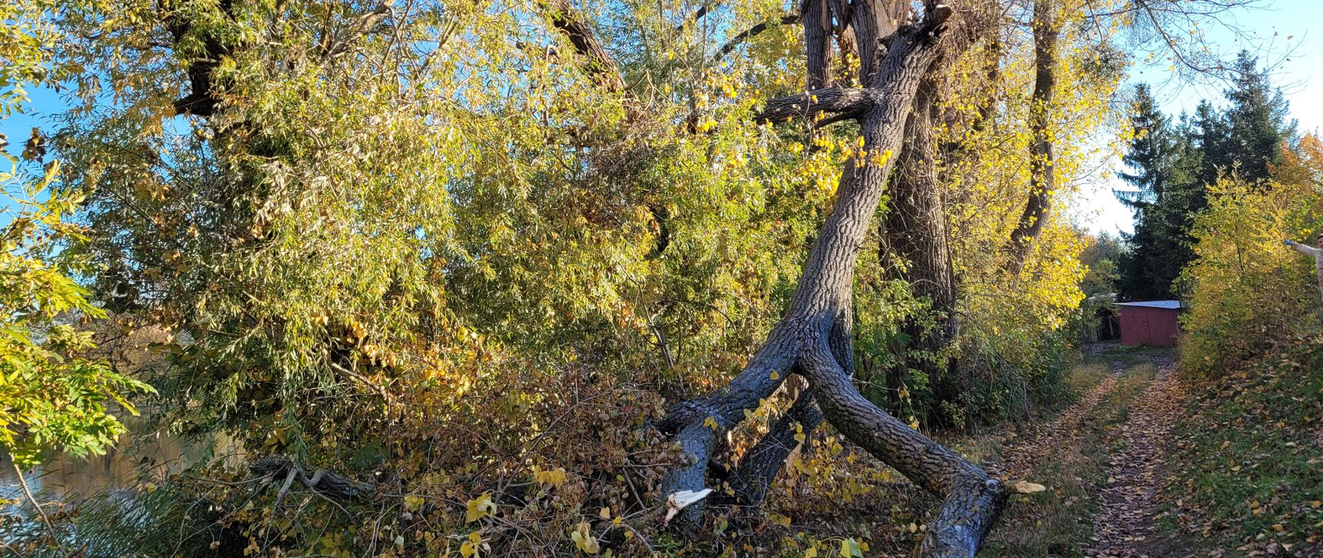 Na zdjęciu widac powalone drzewo oparte o drugie. Drzewo grozi zawaleniem na ścieżkę pieszą.