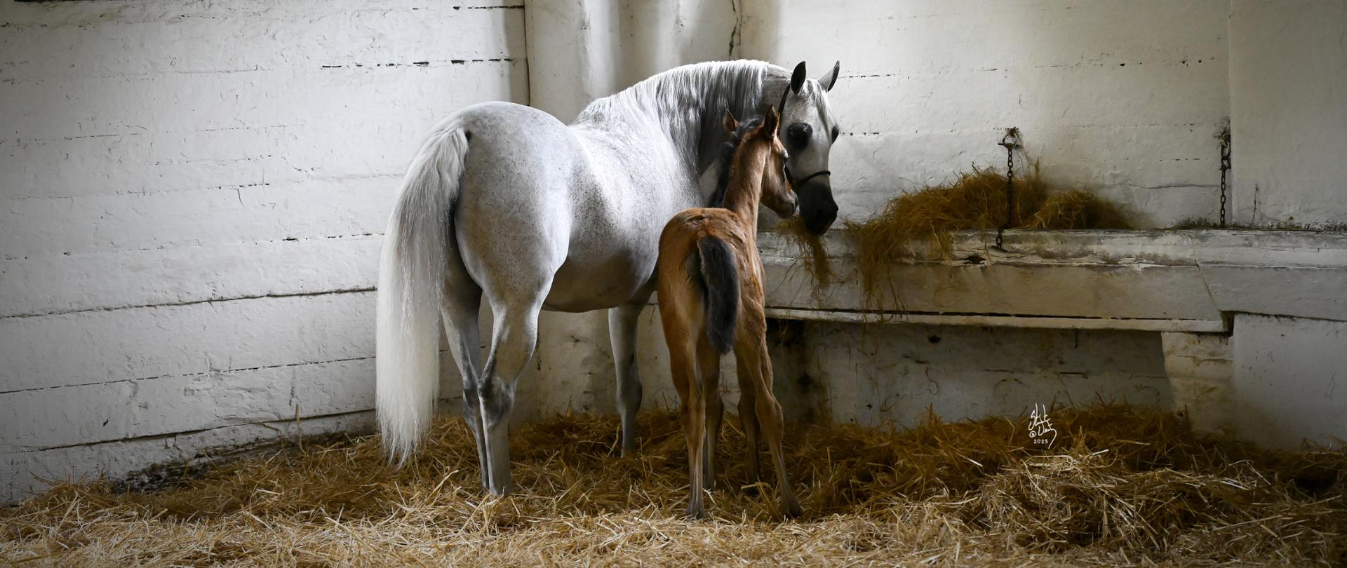 Adelita by Stuart Vesty