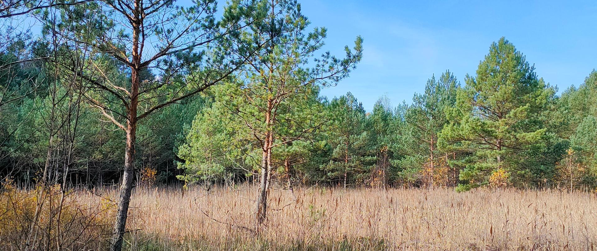 Działania ochrony czynnej na terenie rezerwatu przyrody Białe Ługi