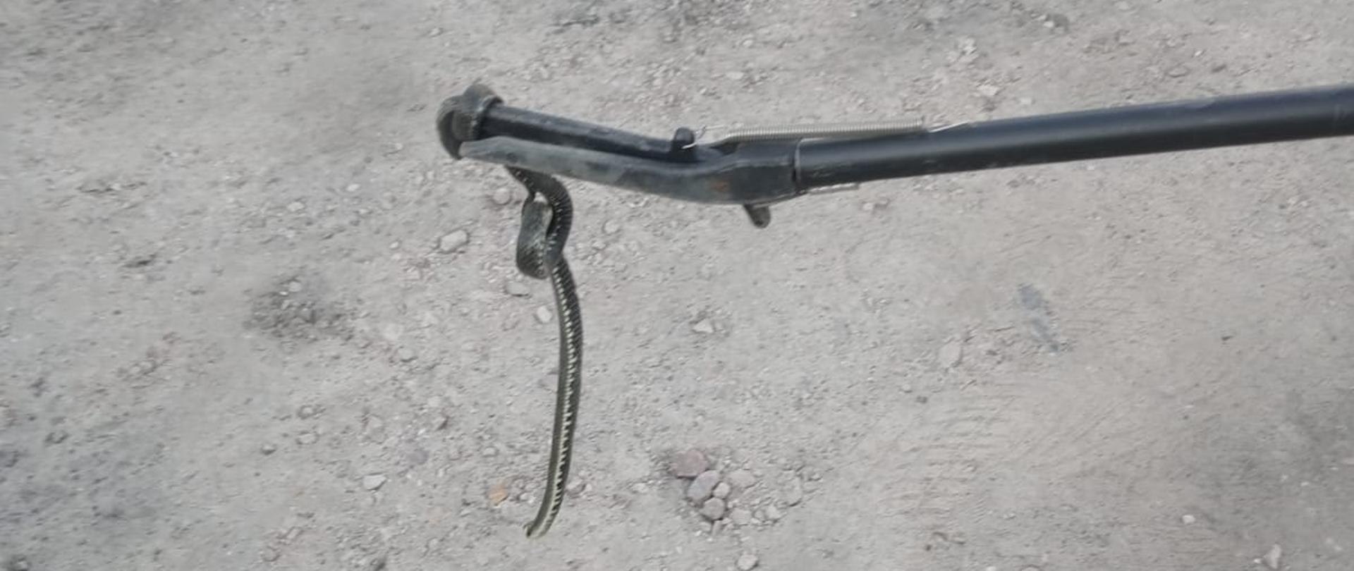 Żmija schwytana chwytakiem do węży 