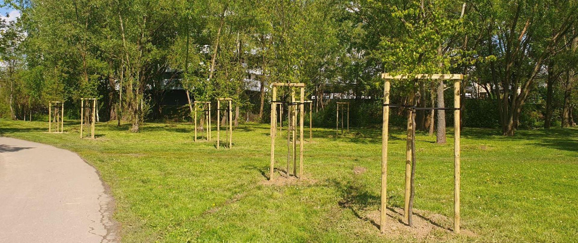 Graby_nasadzone_przy_placu_zabaw_obok_Żwirowni