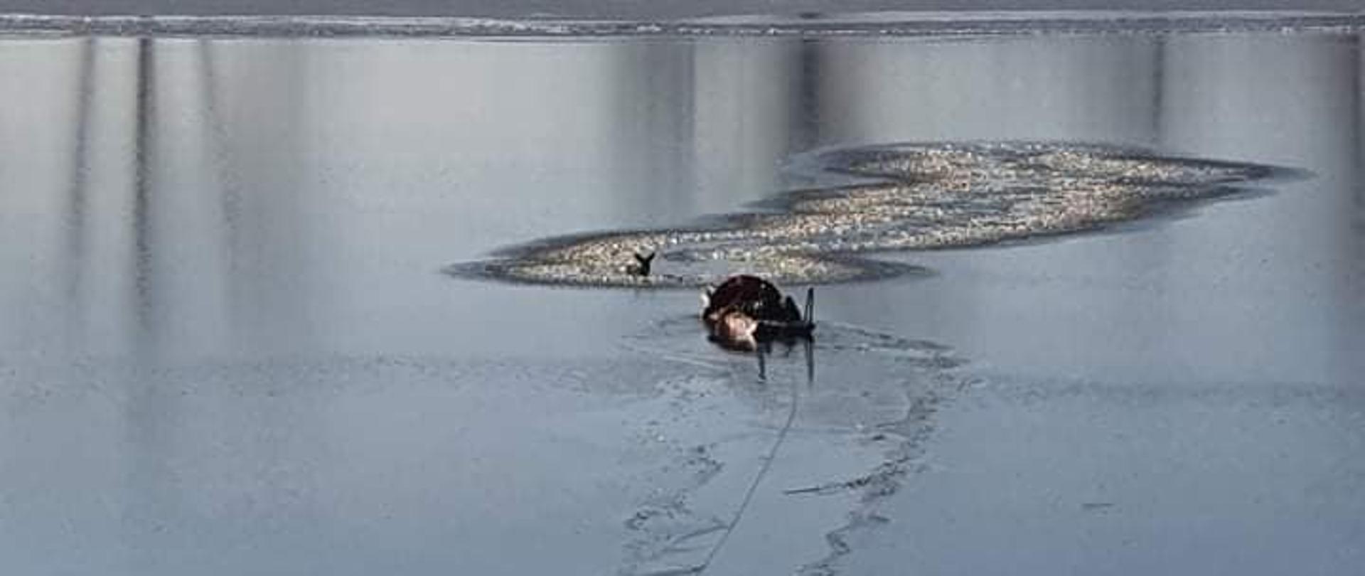 Ratowanie sarny-OSP Gdańsk-Świbno