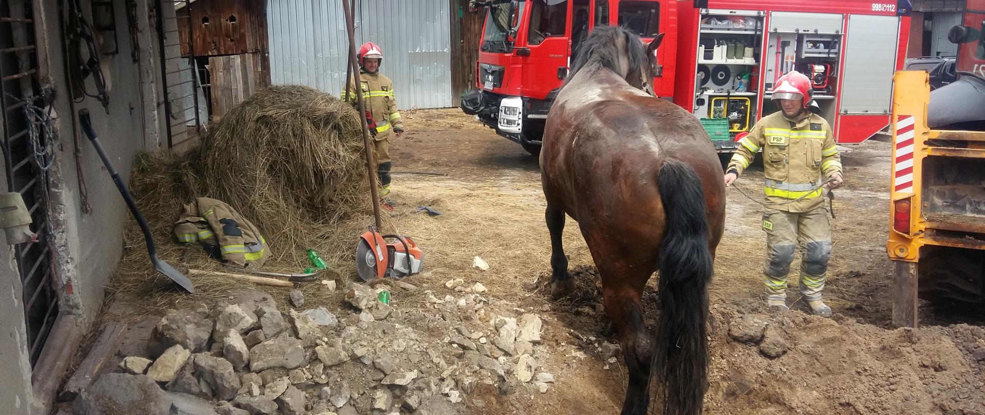 Działania ratownicze przy wydobywaniu konia z piwnicy