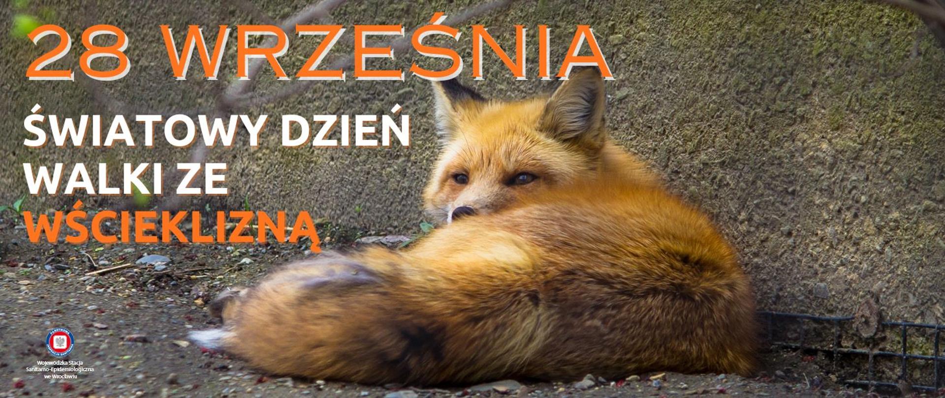 Lis leżący pod betonowym murkiem