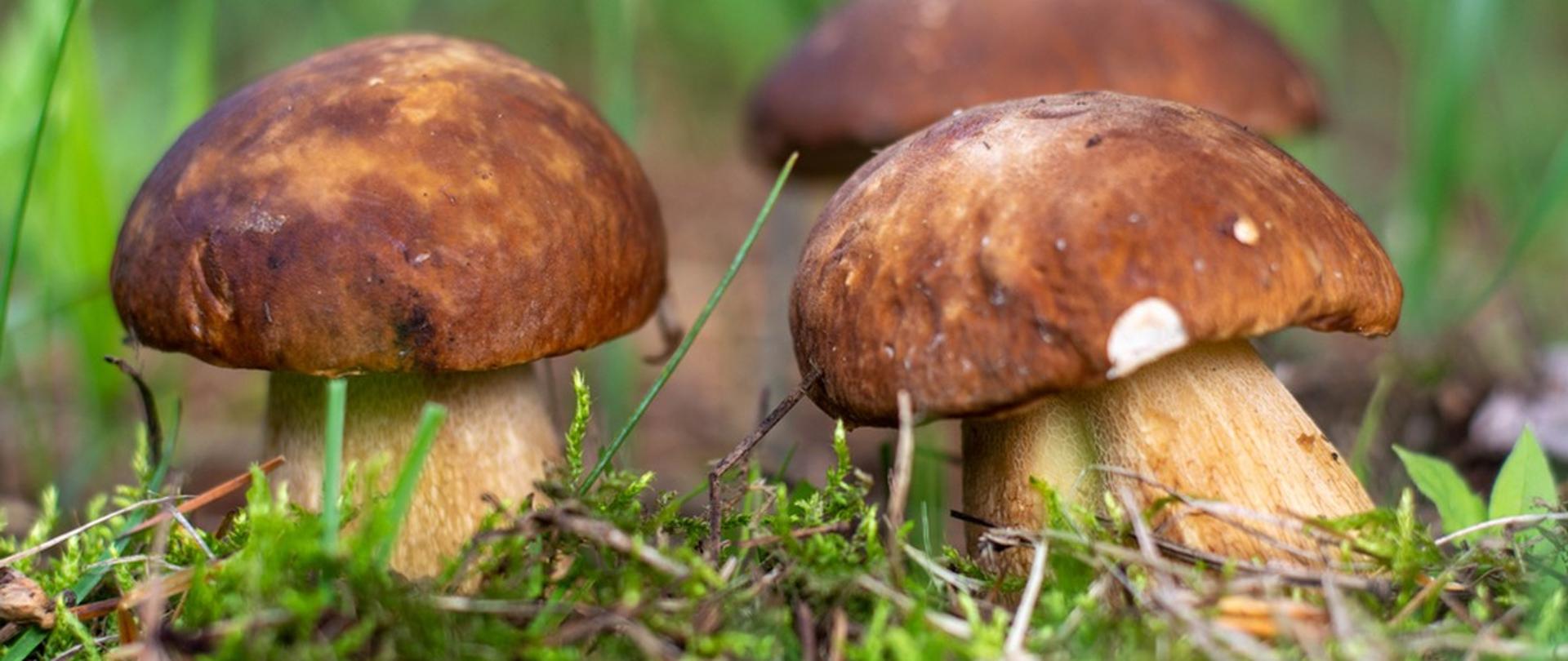 grzyby - podgrzybki na ściółce leśnej