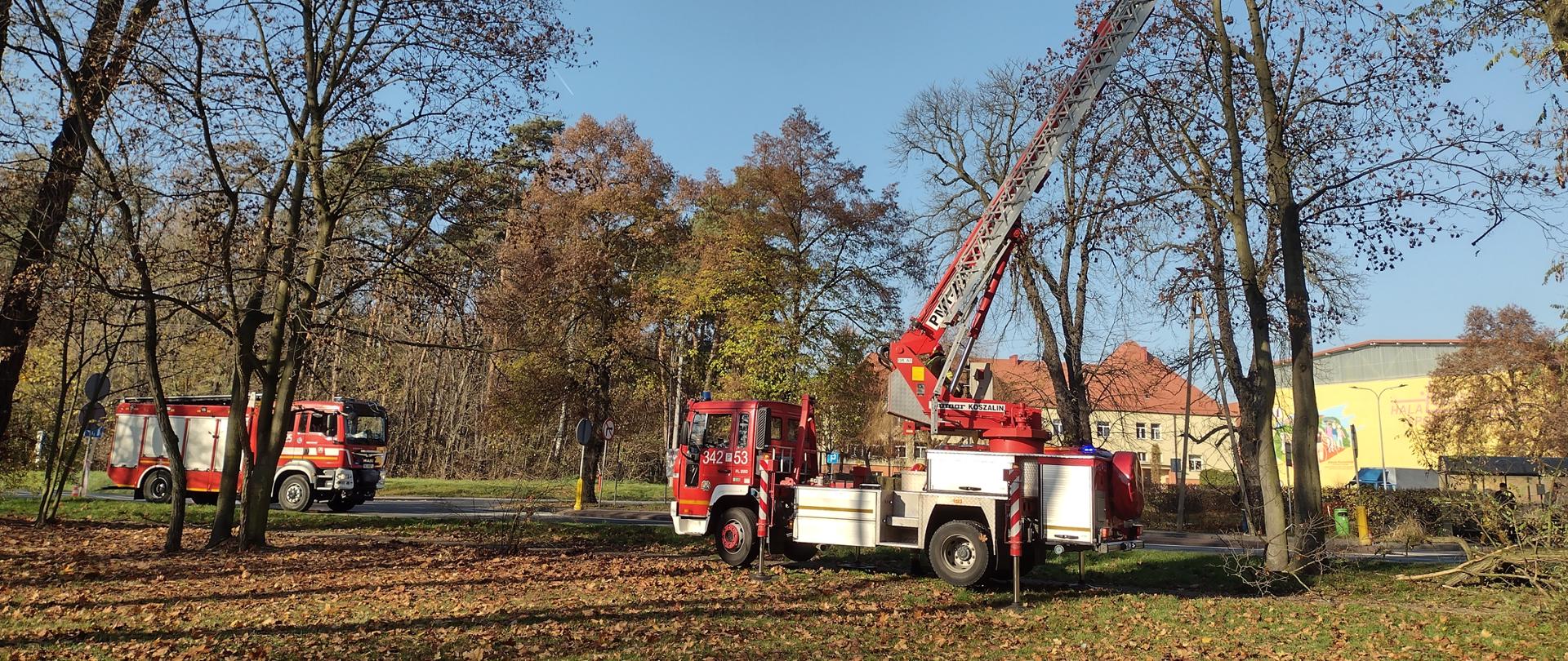 Na zdjęciu drzewo w parku. Widać podnośnik mechaniczny. Pojazd w kolorze czerwonym. Na ziemi kolorowe liście. Zdjęcie wykonane w ciągu dnia. Niebo bezchmurne.