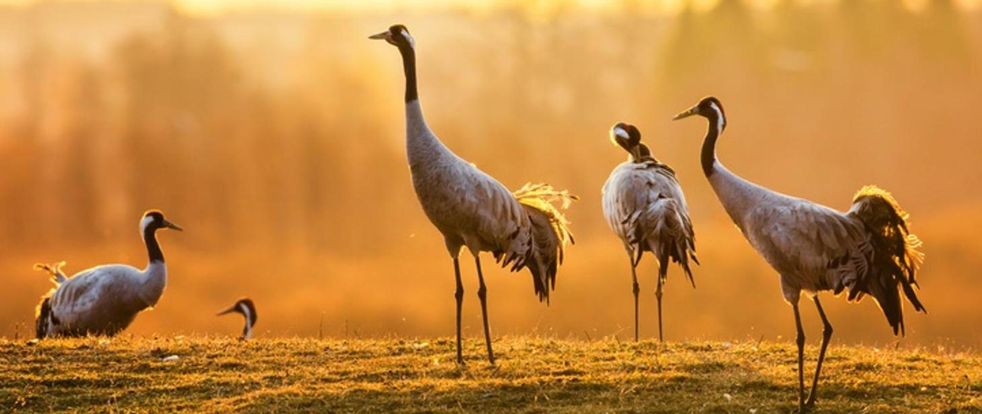 Grupa żurawi. Duże ptaki, które stoją na trawie. Tło jasne, wskazuje na wczesny poranek.