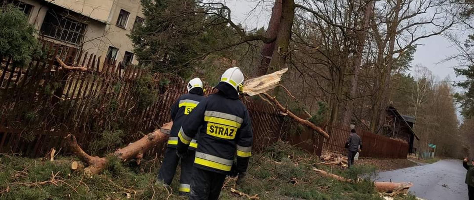 Złamane drzewo, do którego idą strażacy. W tle budynki i las.