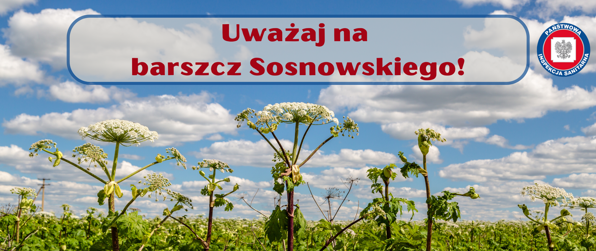 Barszcz Sosnowskiego