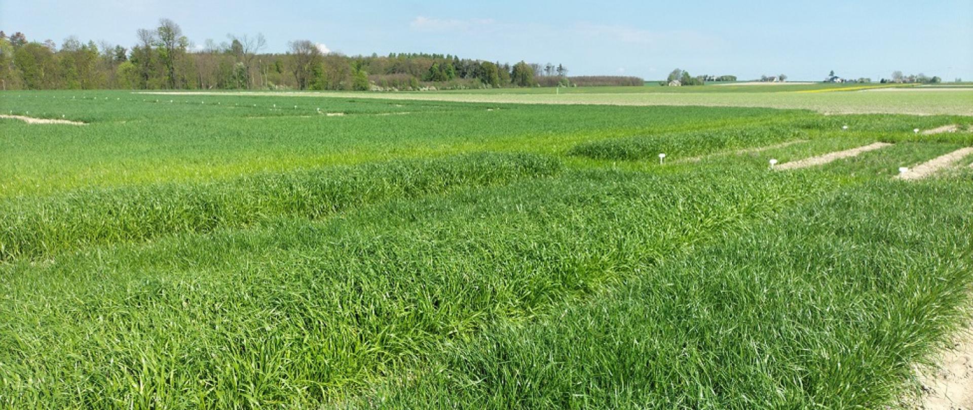 Zdjęcie poziome przestawiające poletka doświadczalne traw, podzielone na kilka rzędów, pomiędzy nimi znajduje się wąska ścieżka. W oddali widać pola i niebo