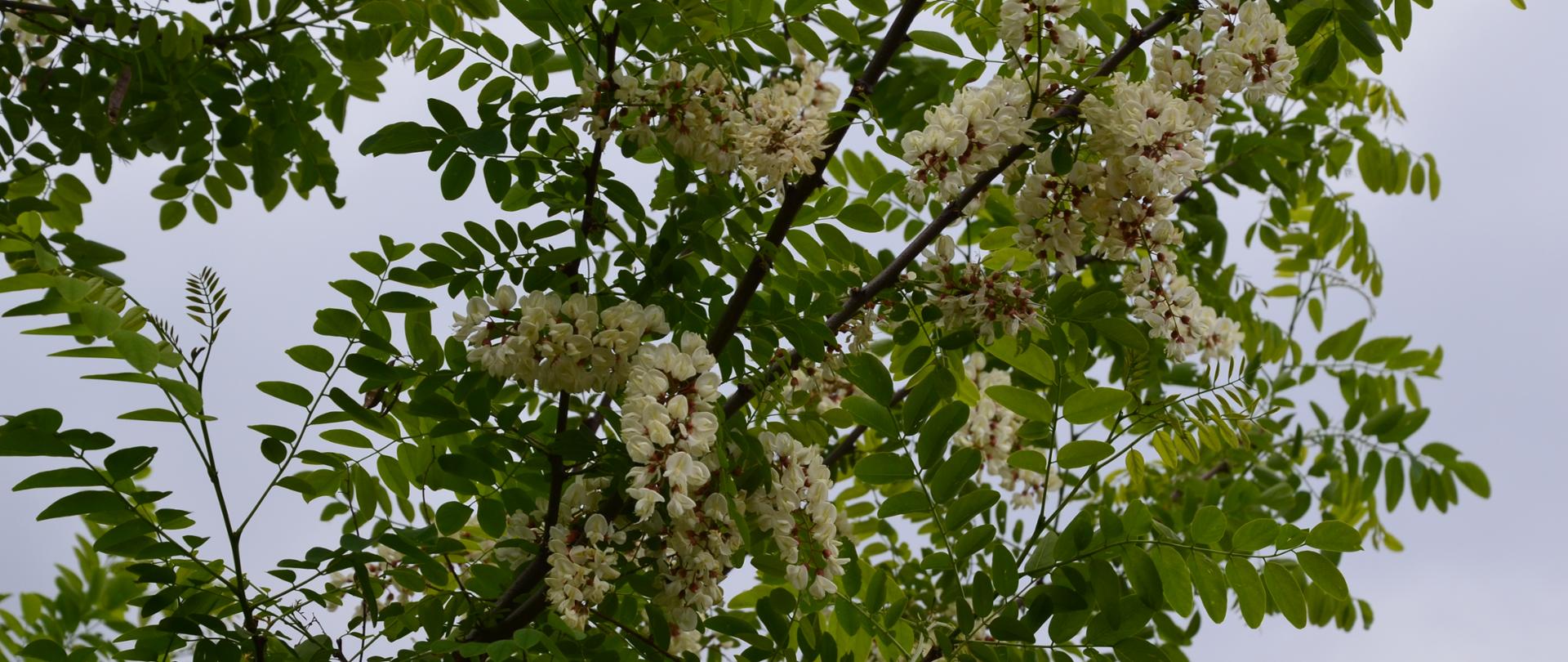 Na tle błękitnego nieba liczne zielone liście oraz białe kwiatostany robinii akacjowej.