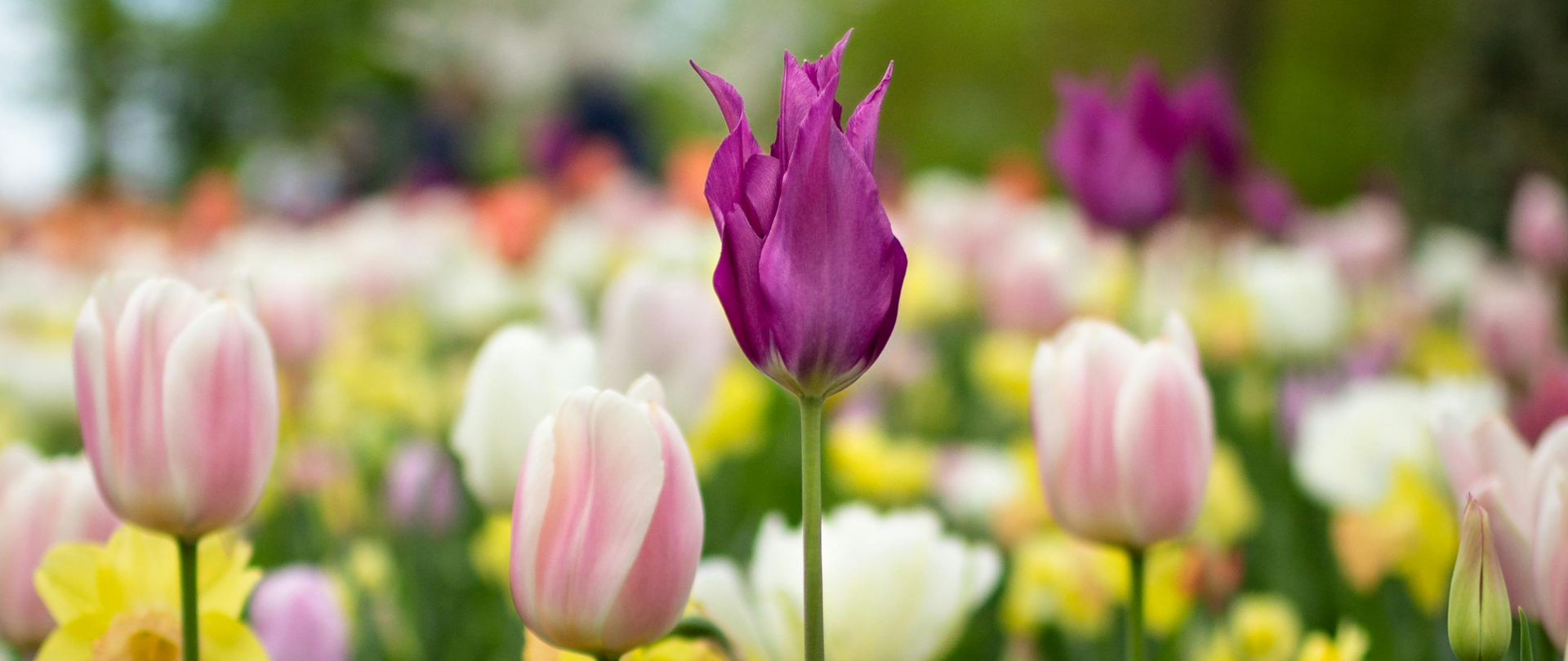 Zdjęcie przedstawia kwiaty na łące, różnokolorowe tulipany i żółte żonkile