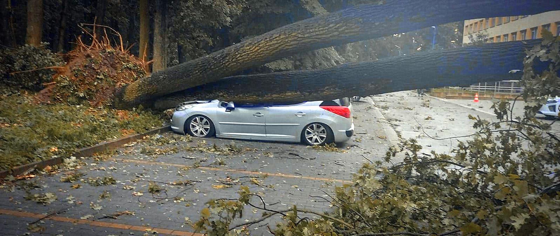 Zdjęcie zrobione na zewnątrz, szkody wyrządzone przez burzę. Na zdjęciu drzewo wyrwane z korzeniami, powalone przez wiatr leży na samochodzie zaparkowanym na parkingu. 