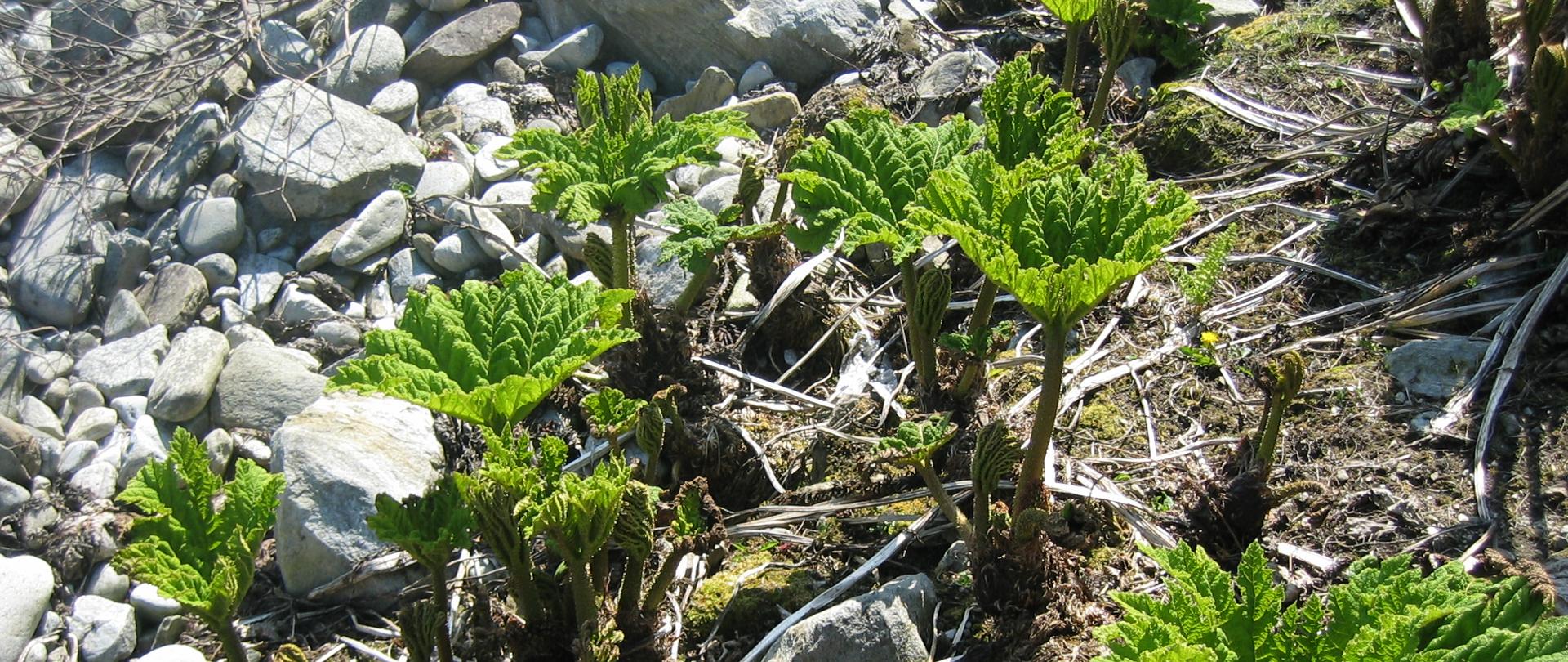 Wśród skał wyrastają sadzonki gunery chilijskiej.