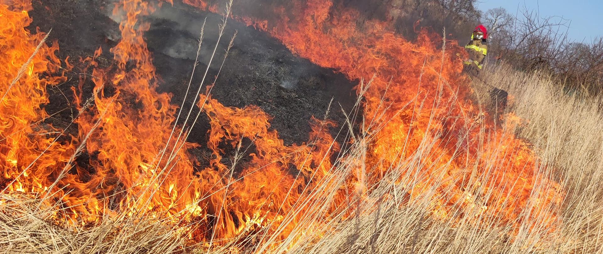 Płomienie o wysokości jednego metra trawią drzewka owocowe w sadzie oraz suchą trawę. Przy wysokich płomieniach stoi strażak z tłumicą.