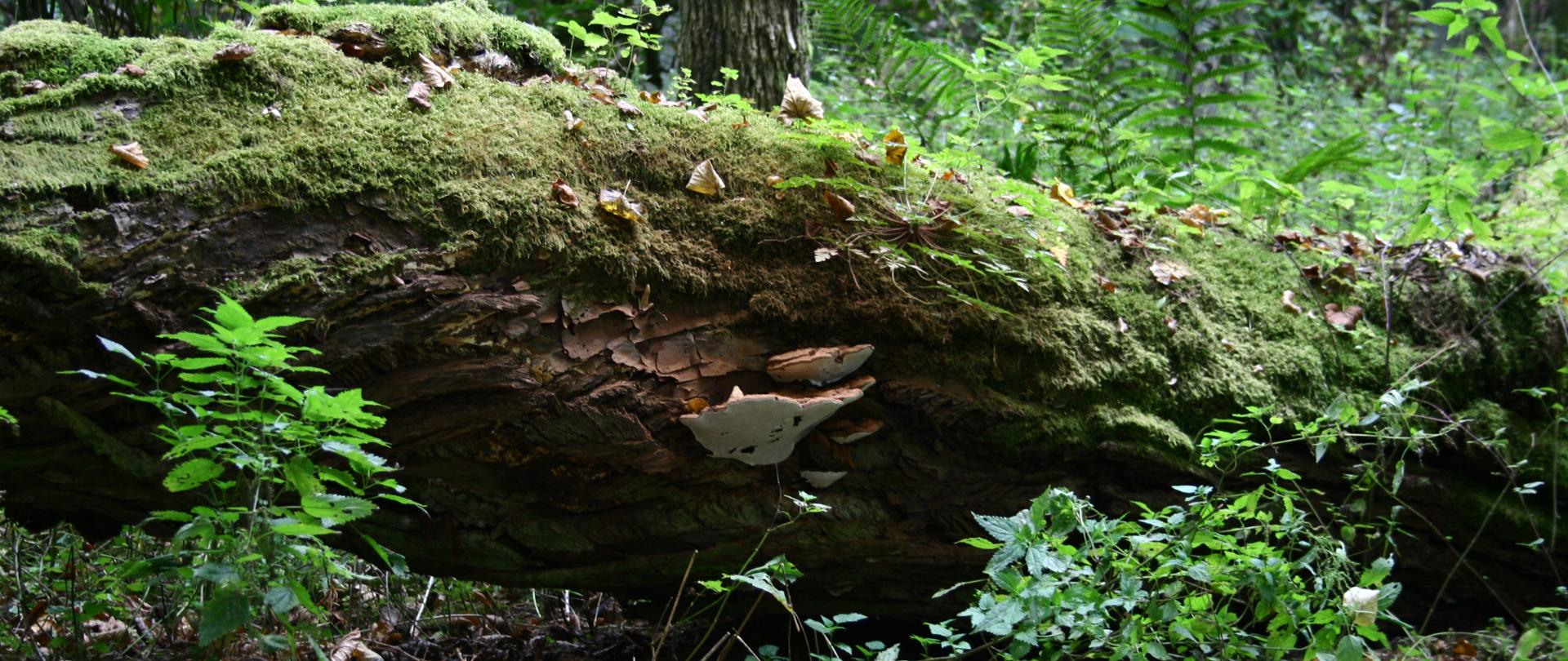 martwe drewno w lesie