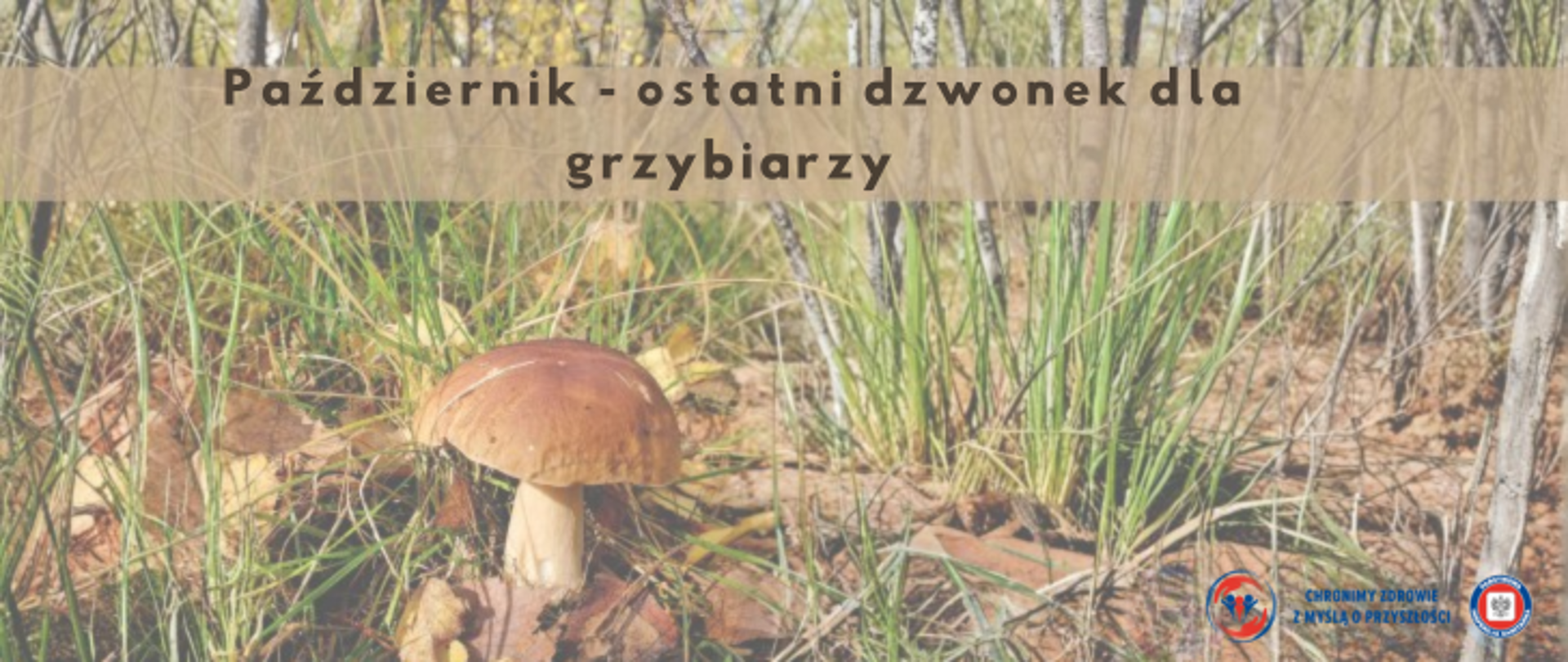 Leśny krajobraz przedstawiający jesienne liście i zielona trawę. Na pierwszym planie brązowy grzyb. U góry napis Październik - ostatni dzwonek dla grzybiarzy. w prawym dolnym rogu logo Inspekcji Sanitarnej wraz hasłem chronimy zdrowie z myślą o przyszłości.