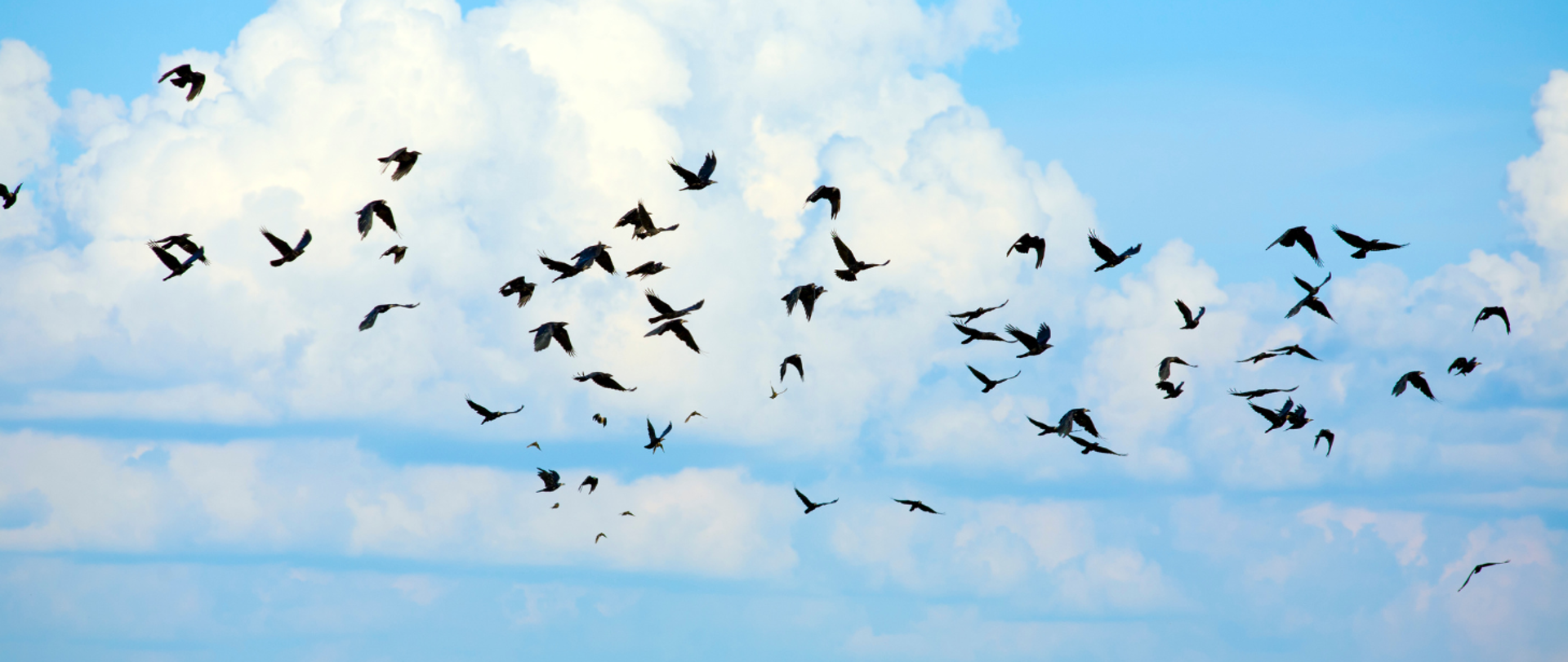 lecące ptaki na tle chmury