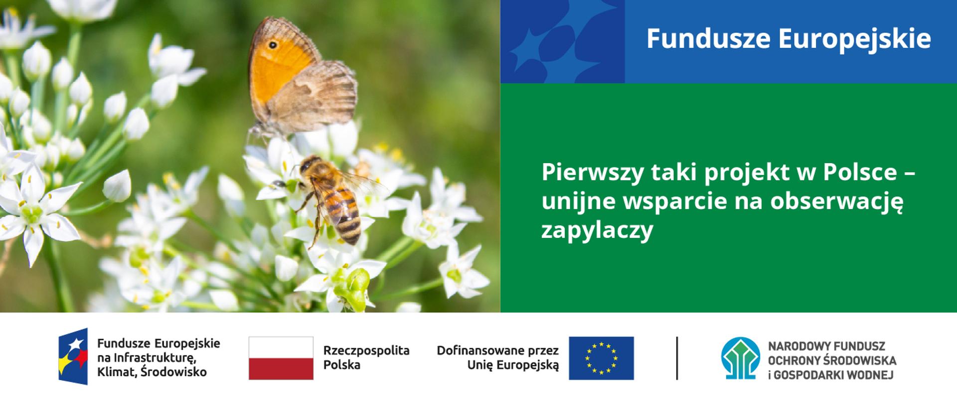 Grafika promująca unijny projekt obserwacji zapylaczy. Na zdjęciu widać pszczołę i motyla na kwiatach. Jest też logo Funduszy Europejskich, informacja o dofinansowaniu i logo Narodowego Funduszu Ochrony Środowiska i Gospodarki Wodnej.
