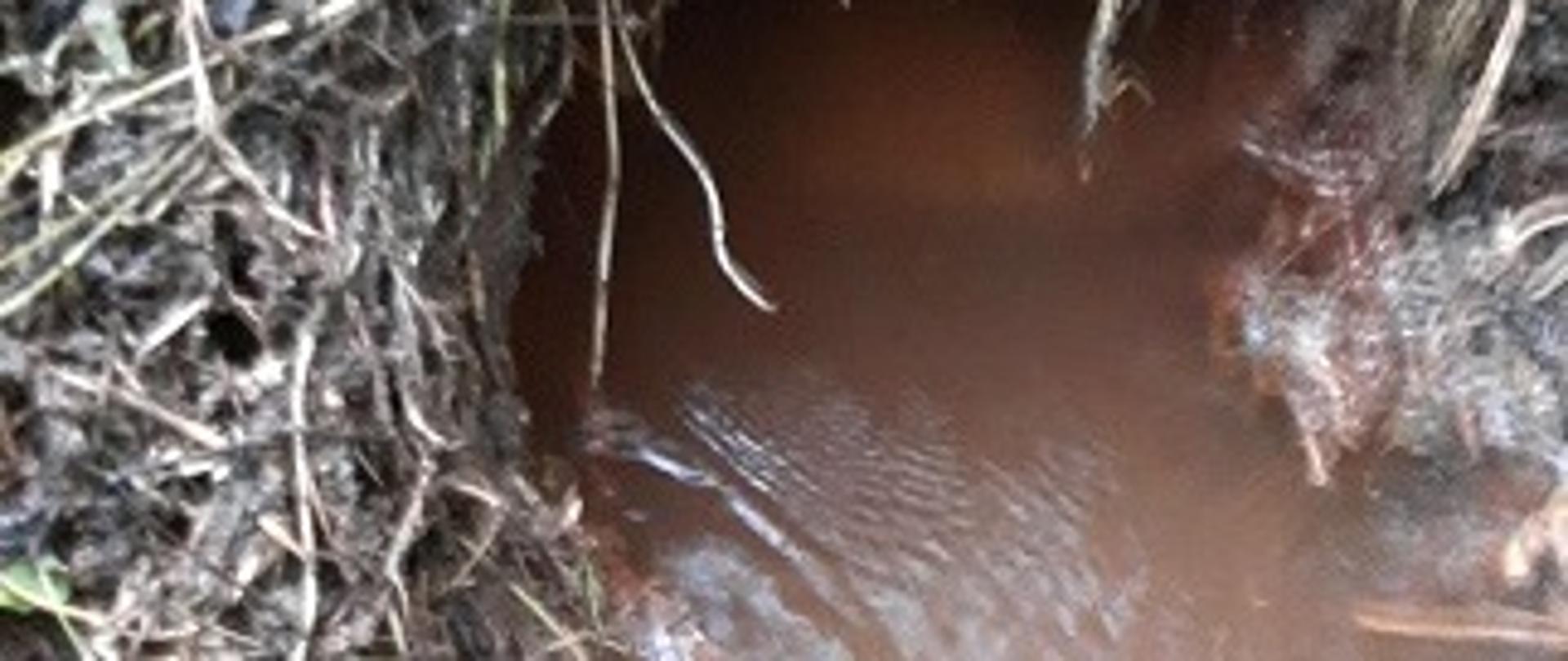 Zanieczyszczenie potoku Wieszówka